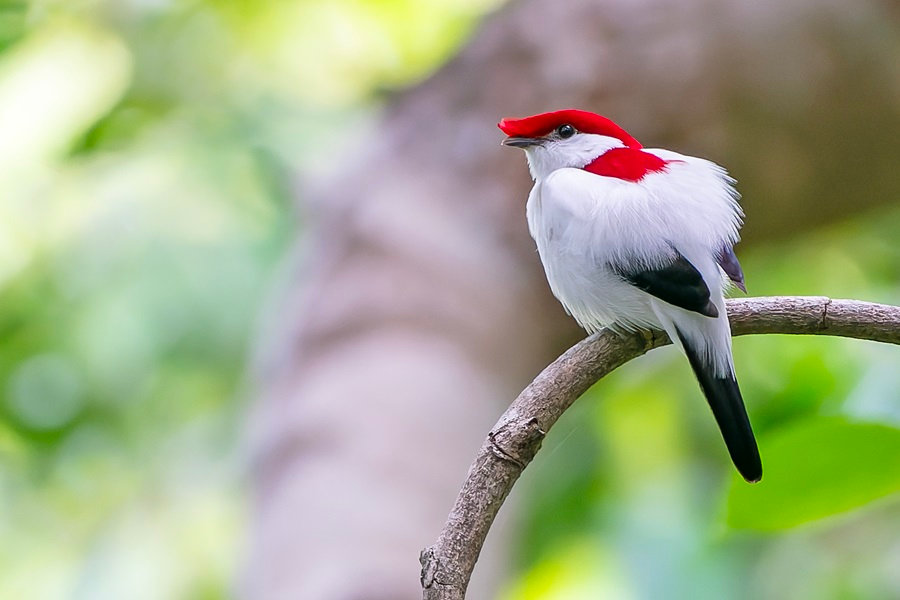 Araripe Manakin (Daniel Lopez-